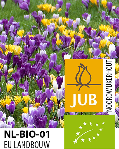 KROKUSY BIO Mix Maastricht 100 ks